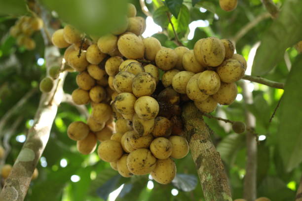istock Langsat fruit or Lansium domesticum or lazones or lansium parasiticum on tree 2184094182
