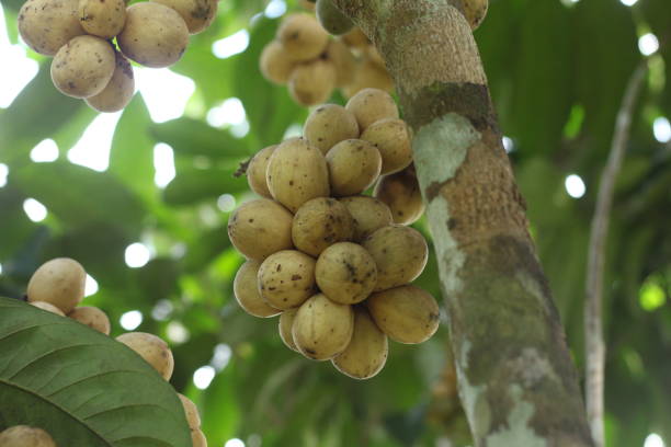 istock Langsat fruit or Lansium domesticum or lazones or lansium parasiticum on tree 2184094184