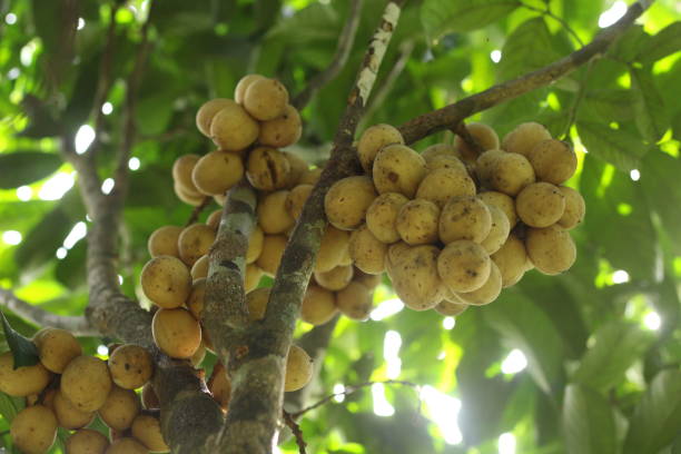 istock Langsat fruit or Lansium domesticum or lazones or lansium parasiticum on tree 2184094276