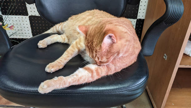 istock A Feline on the Chair 2184096933