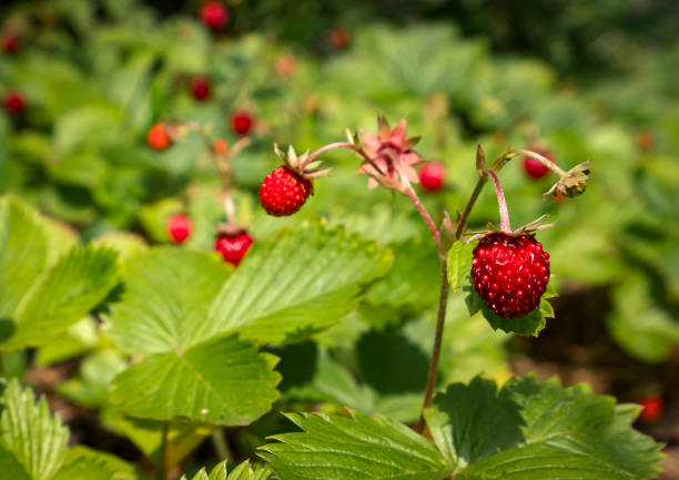 Wild strawberries grow in the forest