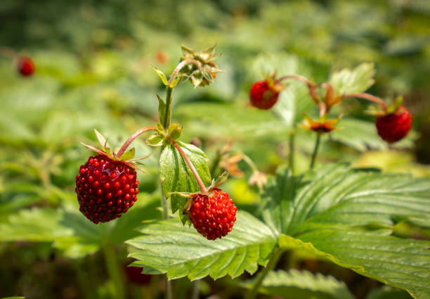 istock Wild strawberries grow in the forest 2184097113