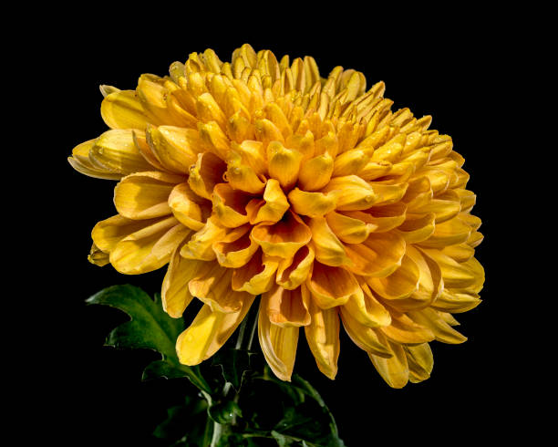 istock Golden Chrysanthemum Blossom with Dew on a black background 2184099106