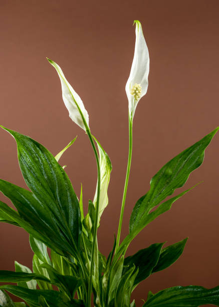istock Peace Lily with Emerging Blooms on a brown background 2184099116
