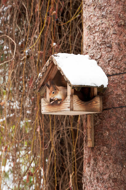 istock A squirrel sits in a snowy birdhouse on a tree in a garden in winter 2184099421