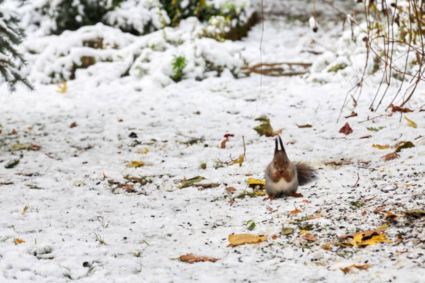 A squirrel sits in the snow and chews on seeds