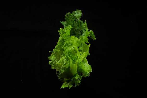 Lettuce or Lactuca sativa isolated on black background. Its texture and green color look fresh, widely grown for consumption as a leaf vegetable