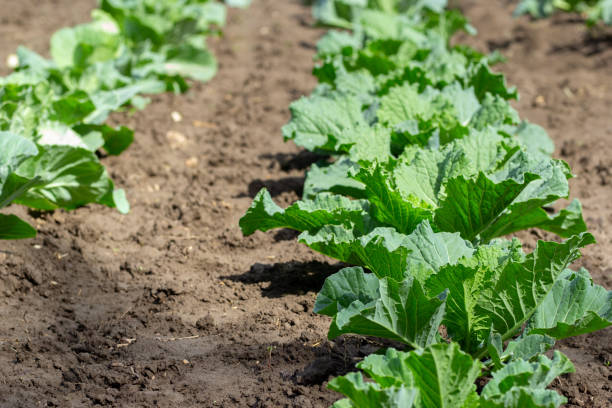 istock Garden with cultivated young green organic cabbages. 2184100901