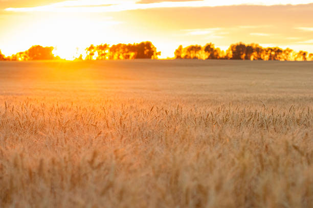 Beautiful idyllic rural scene - field of yellow wheat in the evening at golden hour time sunlit with orange light.