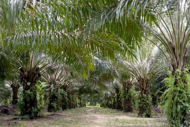 istock Productive oil palm tree in Kalimantan 2184101350