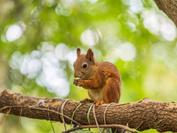 istock The squirrel with nut sits on tree in the autumn. Eurasian red squirrel, Sciurus vulgaris. 2184102784