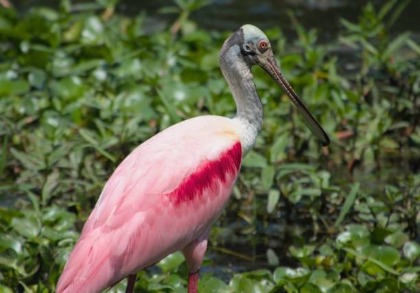 istock Roseate spoonbill in wetland greenery. 2184102805