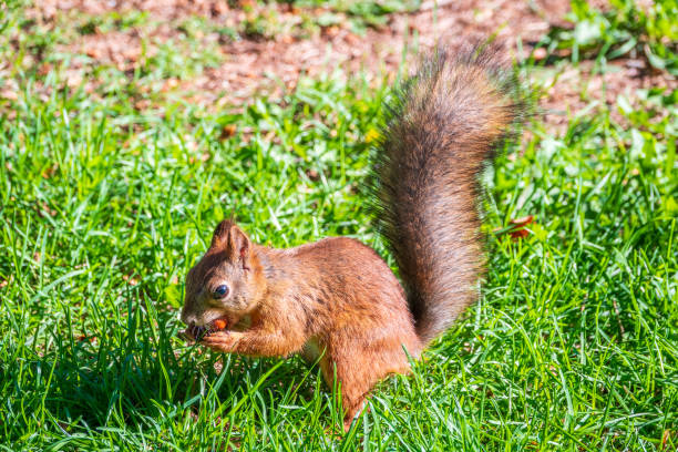 This squirrel likes to eat sunflower seeds on my hand in a forest in sunny spring day.
