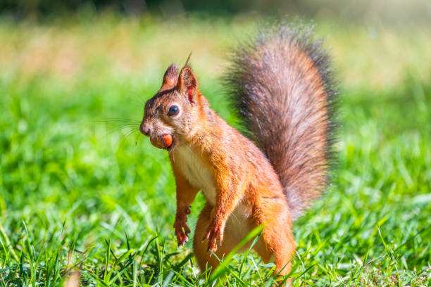 istock Autumn Squirrel standing on its hind legs on on green grass with fallen yellow leaves 2184102970