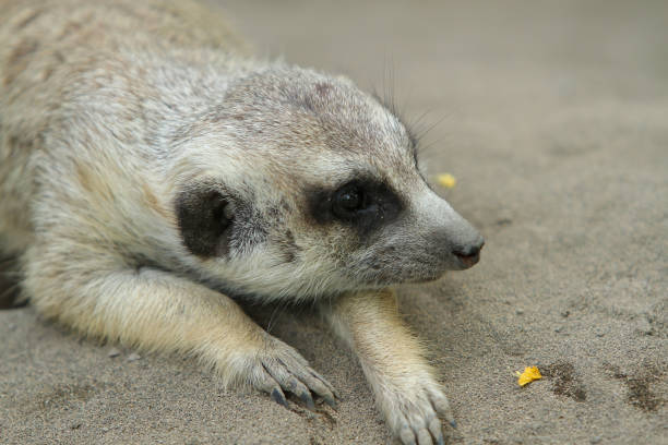 istock close up portrait of meerkat or suricate 2184103152