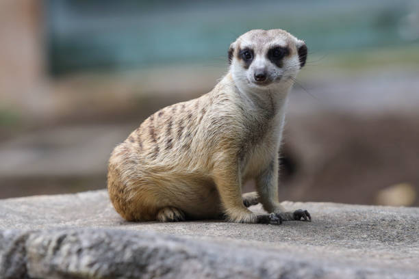 portrait of meerkat or suricate or meercat