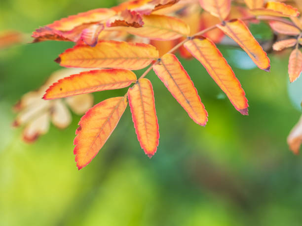 istock Rowan branches with yellow leaves in the autumn park. 2184103443