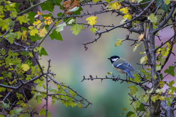 istock Great tit on a branch with autumn leaves 2184103549