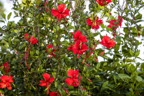 istock Red Hibiscus flowers (China rose, Chinese hibiscus, Hawaiian hibiscus) in tropical garden. 2184103678