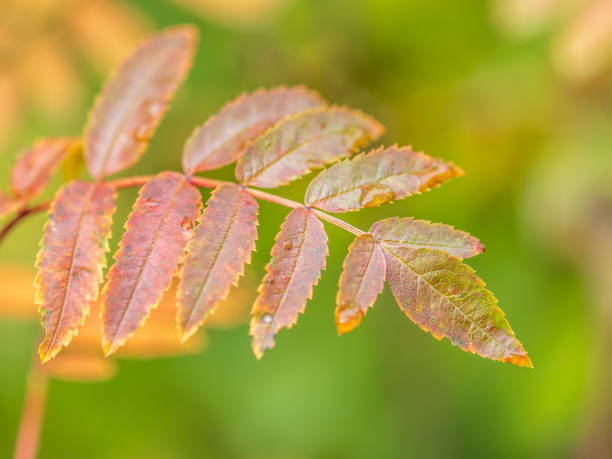 istock Rowan branches with yellow leaves in the autumn park. 2184105101