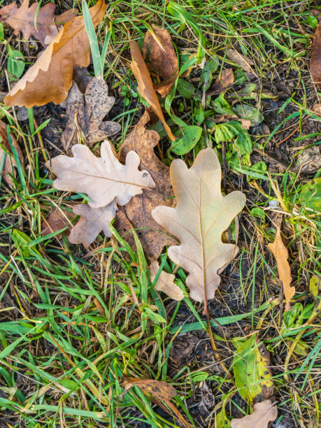 Orange, brown and yellow fallen oak leaves on green grass. Autumn horizontal background with dried leaves in the sunlight.