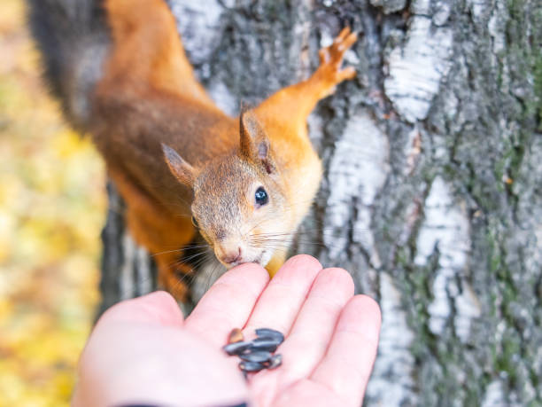 istock A squirrel in the autumn eats nuts from a human hand. Eurasian red squirrel, Sciurus vulgaris 2184105145