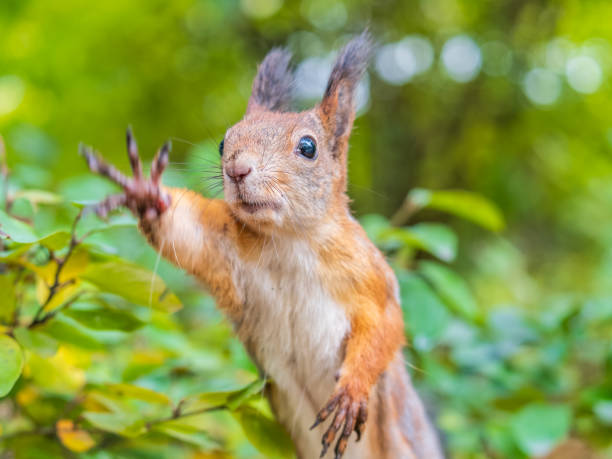 istock Autumn Squirrel standing on its hind legs on on green grass with fallen yellow leaves 2184105171