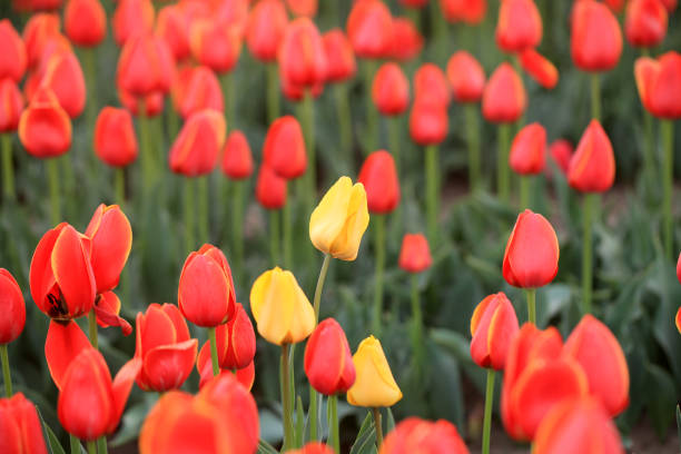 Beautiful tulips are in full bloom, Tulips of all colors are in the fields