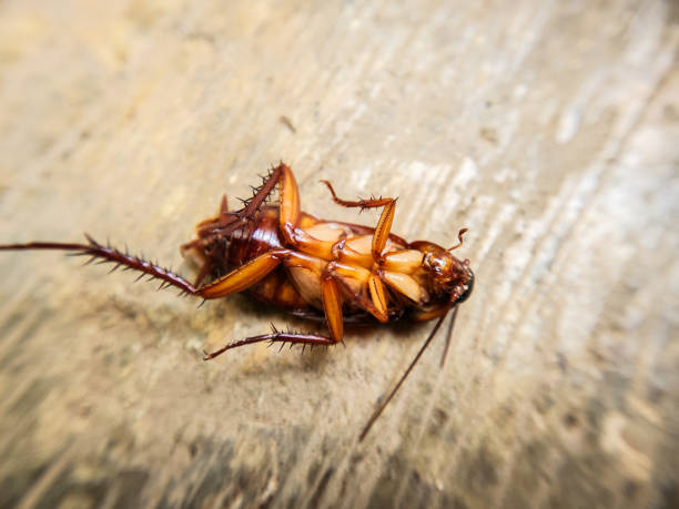 istock Dead cockroach on the floor after being sprayed with pesticide 2184105950