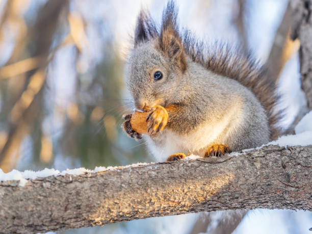 istock The squirrel with nut sits on tree in the winter or late autumn. 2184106086
