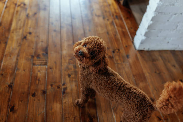 istock Cute pet poodle in apartment. 2184106223