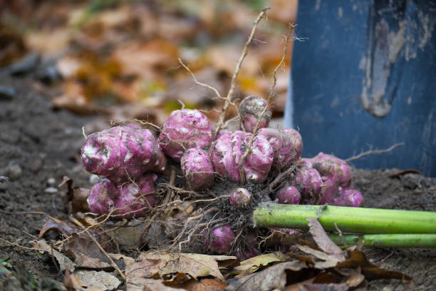 istock Freshly Harvested Jerusalem Artichokes with Soil and Shovel 2184107522