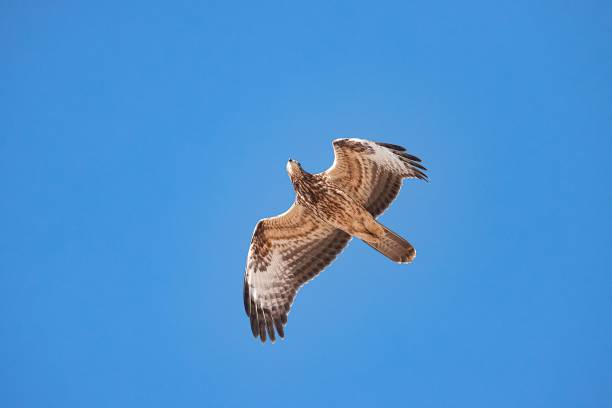 istock Juvenile European honey buzzard Pernis apivorus 2184107651