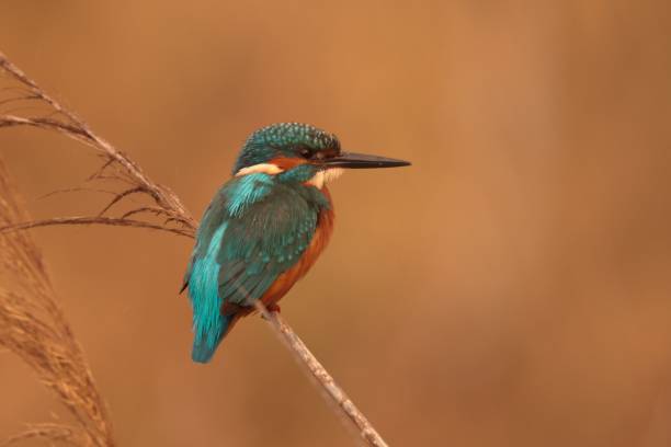 istock A wintering Common kingfisher Alcedo atthis 2184107671