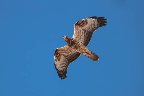 istock Juvenile European honey buzzard Pernis apivorus 2184107689
