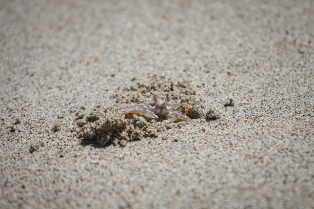 A tiny crab emerging from its sand hole on a beach in Lombok, Indonesia. The crab is crawling across the soft sand with the clear blue ocean and tropical landscape in the background, capturing a moment of local wildlife.