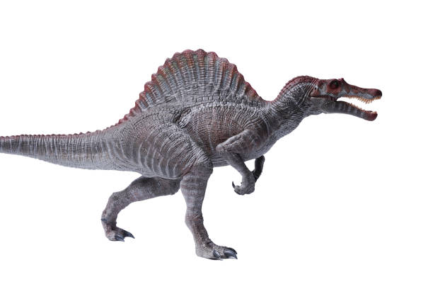 istock Spinosaurus  dinosaurs toy on white background 2184110856