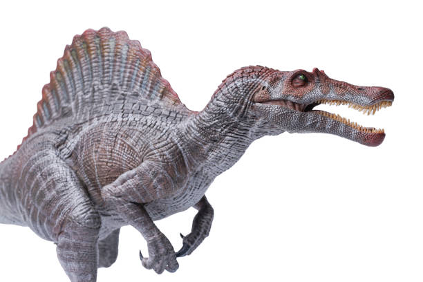 Spinosaurus dinosaurs toy on white background Isolated Spinosaurus dinosaurs. dinosaurs toy on white background. Spinosaurus was a really big dinosaur eating meat with clipping path. spinosaurus stock pictures, royalty-free photos & images