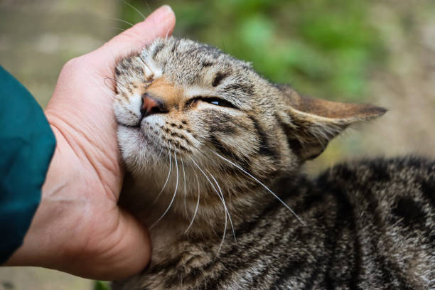 istock Girl's hand with cat (Italy) 2184112063