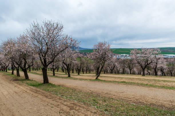 Blossoming almond tree orchard above Hustopece town in Czech republic during cloudy springtime day