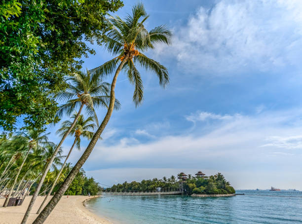istock Palm trees on Sentosa Island in Singapore 2184113740