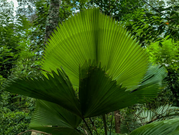 istock Ruffled Fan Palm (Licuala Grandis ), Matale, Sri Lanka 2184115373
