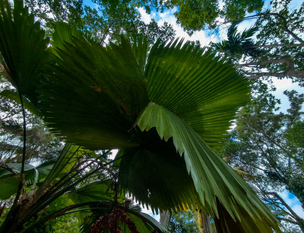 Ruffled Fan Palm Tree Licuala grandis