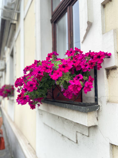 istock Vibrant pink flowers in window boxes on charming urban building. Lively blossoms create a beautiful contrast with the classic architectural elements of the city backdrop 2184115882