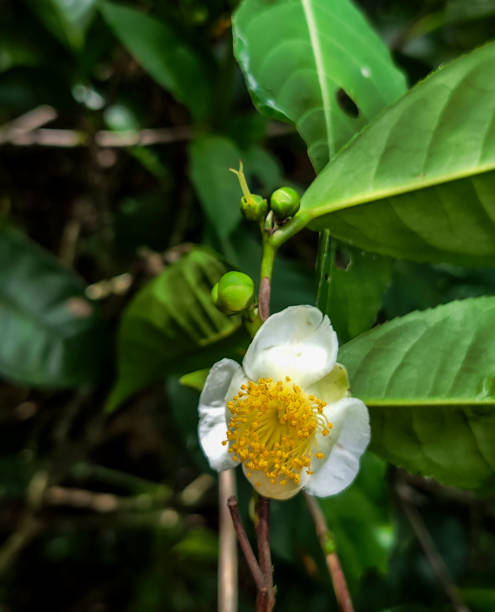 istock Tea Tree Flower, Matale, Sri Lanka 2184115891