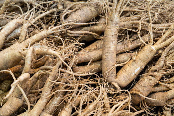 istock raw ginsengs on sale in the market 2184116236