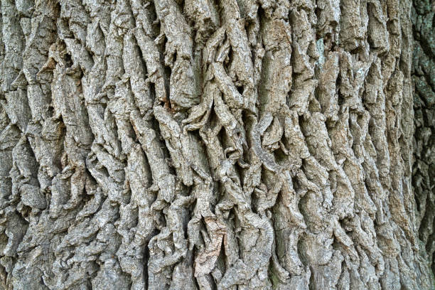 The surface of a tree trunk is displayed, showcasing a rich, detailed texture. The bark features an intricate pattern, emphasizing the tree's age and outdoor environment.