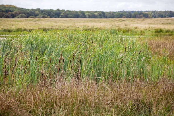 The cattails are a beloved plant in Denmark and is having a revival due to the rewilding of farmland. The photograph is taken in Dyrehaven, which is a large public park north of Copenhagen and an UNESCO Heritage site due to the landscape which is designed for the royal par force hunting