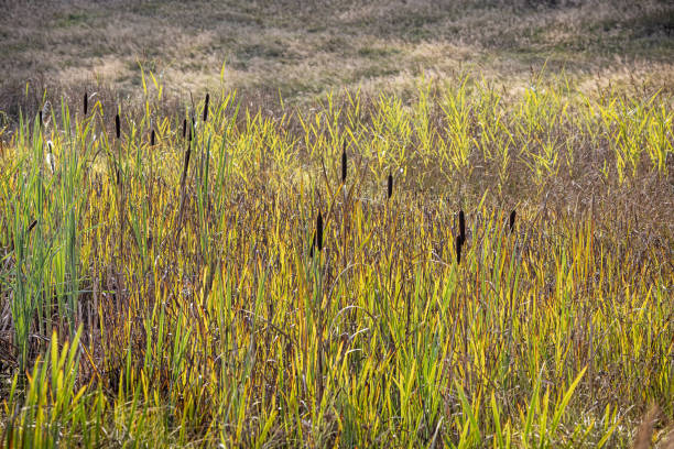 The cattails are a beloved plant in Denmark and is having a revival due to the rewilding of farmland. The photograph is taken in Dyrehaven, which is a large public park north of Copenhagen and an UNESCO Heritage site due to the landscape which is designed for the royal par force hunting
