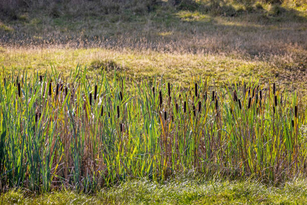 The cattails are a beloved plant in Denmark and is having a revival due to the rewilding of farmland. The photograph is taken in Dyrehaven, which is a large public park north of Copenhagen and an UNESCO Heritage site due to the landscape which is designed for the royal par force hunting